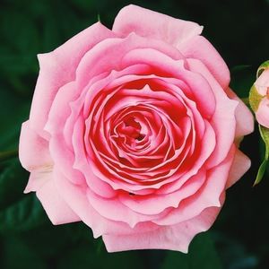 Meet your Posher, Ben